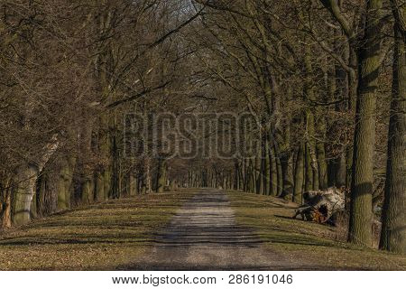Path With Leaf Old Trees Near Rozmberk Pond In Winter Sunny Day