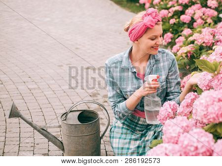 Hydrangea. Spring And Summer. Happy Woman Gardener With Flowers. Flower Care And Watering. Soils And