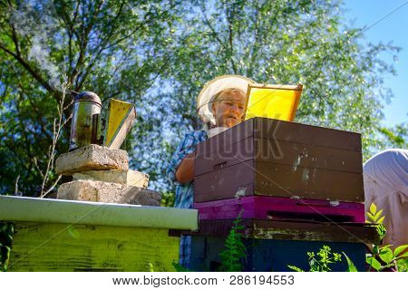 Barehanded Senior Woman, Beekeeper, Is Control Situation In Bee Colony.