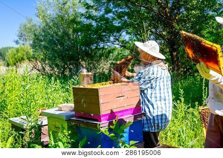 Barehanded Senior Woman, Beekeeper, Is Control Situation In Bee Colony.