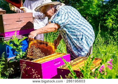 Barehanded Senior Woman, Beekeeper, Is Control Situation In Bee Colony.