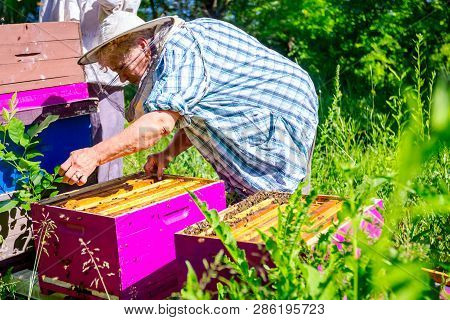 Barehanded Senior Woman, Beekeeper, Is Control Situation In Bee Colony.