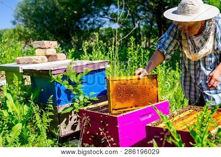 Barehanded Senior Woman, Beekeeper, Is Control Situation In Bee Colony.
