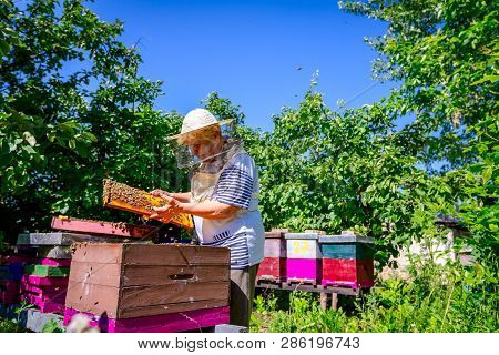 Barehanded Senior Woman, Beekeeper, Is Control Situation In Bee Colony.