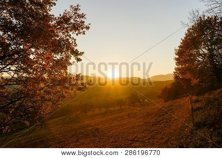 Autumn Colors Of Nature In Alsace, Colorful Leaves And Fgorests