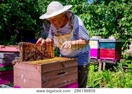 Barehanded Senior Woman, Beekeeper, Is Control Situation In Bee Colony.