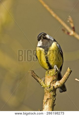Shot Of A Great Tit Perched In Local Woodlands