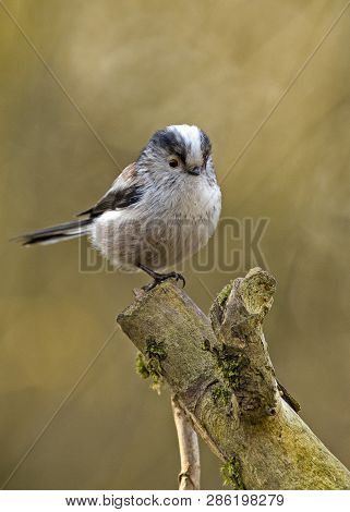 Shot Of A Long-tailed Tit Perched In Local Woodlands
