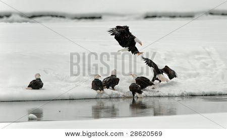 Krmení orla bělohlavého (haliaeetus Leucocephalus)