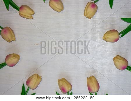 Spring Floral Background - Composition Of Tulips Spring Tulip On A White Background. Tulips Are Laid