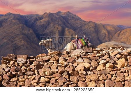 Dromedar Camel On The Background Of The Mountain Of St. Moses, Egypt, Sinai