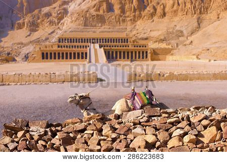 Dromedar Camel On The Background Of The Mountain Of St. Moses, Egypt, Sinai