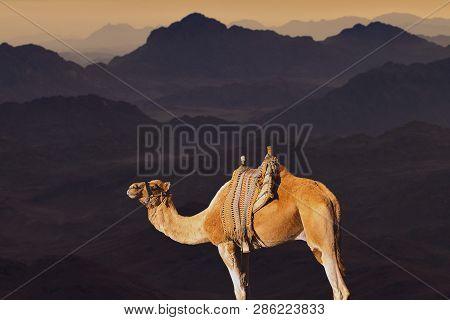 Dromedar Camel On The Background Of The Mountain Of St. Moses, Egypt, Sinai