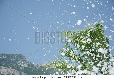 Penna Scatters On The Background Of Palm Trees And Mountains