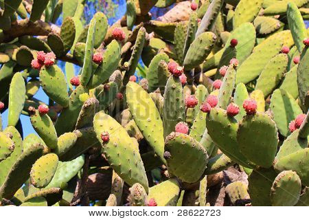 Cacto de Pera prickley