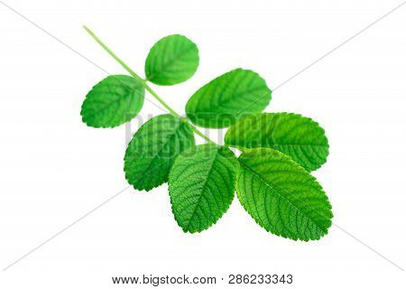 Green Leaves Bransh Of Rose Plant Or Rosa Rugosa Or Japanese Rose Isolated On White