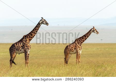 Male and female Masai giraffe, Giraffa camelopardalis tippelskirchii,  in the long grass of the Masai Mara, Kenya. 