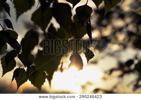 Tree In The Drops After The Rain With The Rays Of The Setting Sun