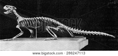 Skeleton of a modern lizard, vintage engraved illustration. From the Universe and Humanity, 1910.