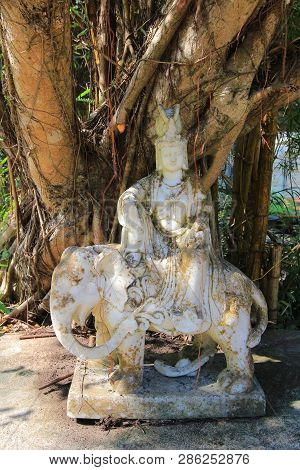 The White Buddhist Behind The Large Tree