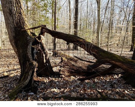 Tree Knocked Over From Strong Winds In Forest