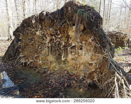 Tree Knocked Over From Strong Winds In Forest