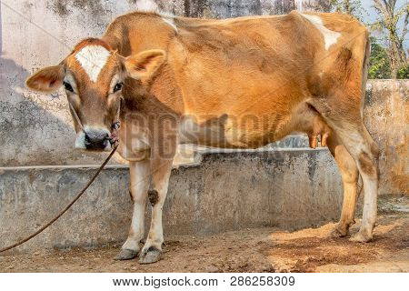 Jersey Cow Standing In Stall Tied With Roop
