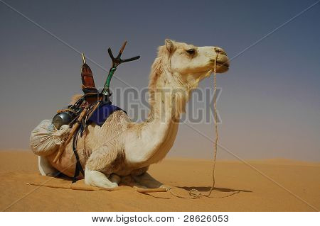 Tuareg cammello nel deserto del Sahara