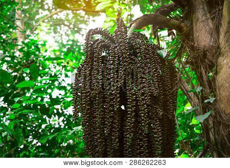 Bunch Of Palm Tree In Jungle. Palm Tree In The Forest At Khao Luang National Park In Thailand. Natur