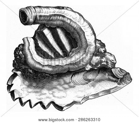 Serpule adhering to an oyster, vintage engraved illustration. From the Universe and Humanity, 1910.
