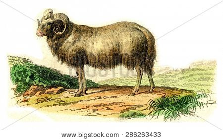 The ram, vintage engraved illustration. From Buffon Complete Work.