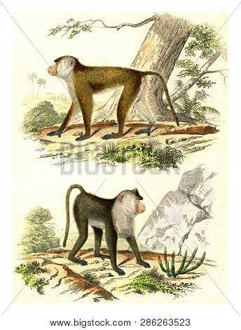 The Macaque, The Egret Monkey, vintage engraved illustration. From Buffon Complete Work.