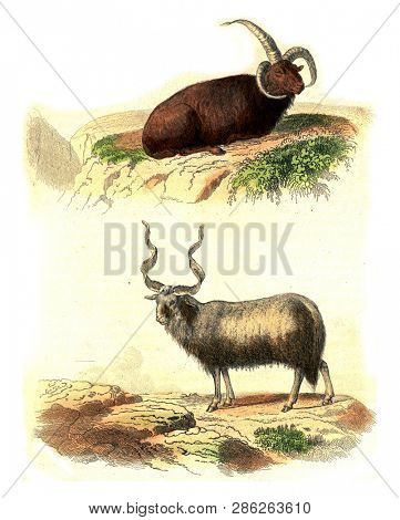 Aries of Iceland, Aries of Walachia, vintage engraved illustration. From Buffon Complete Work.