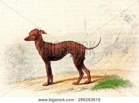 Turkish Dog, vintage engraved illustration. From Buffon Complete Work.