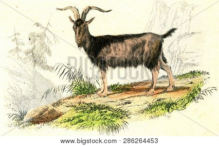 The goat, vintage engraved illustration. From Buffon Complete Work.