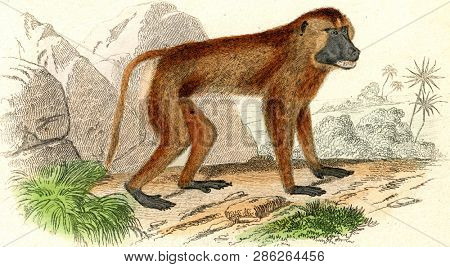 The Papion, vintage engraved illustration. From Buffon Complete Work.