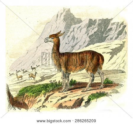 The VicuÃ±a, vintage engraved illustration. From Buffon Complete Work.