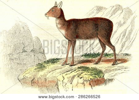 Musk, vintage engraved illustration. From Buffon Complete Work.