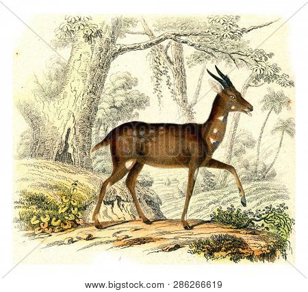The Bushbuck, vintage engraved illustration. From Buffon Complete Work.