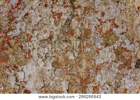 Old Red Wall With White Peeling Paint, Scratches And Mold With Moss. Rough Surface Texture