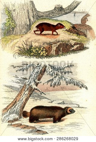 The agouti, The Wolverine, vintage engraved illustration. From Buffon Complete Work.