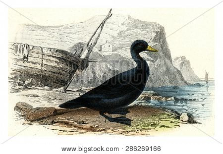 Scoter, vintage engraved illustration. From Buffon Complete Work.