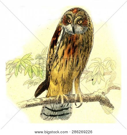 The owl, vintage engraved illustration. From Buffon Complete Work.