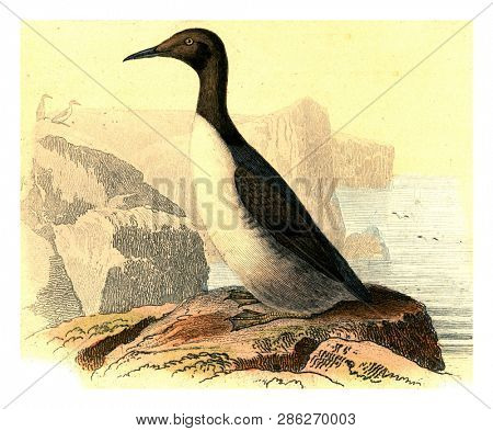 Guillemot, vintage engraved illustration. From Buffon Complete Work.