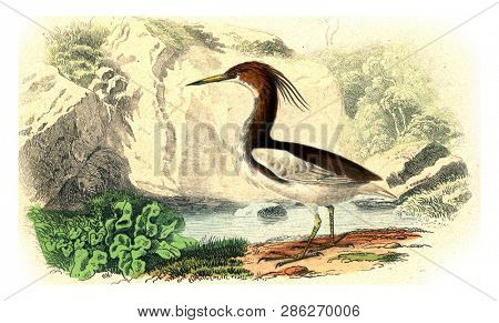Crabier of mahon, vintage engraved illustration. From Buffon Complete Work.