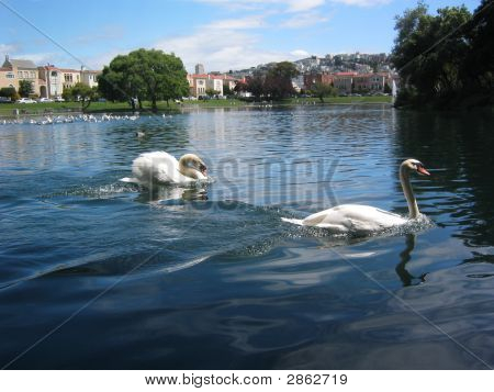 Nuoto cigni