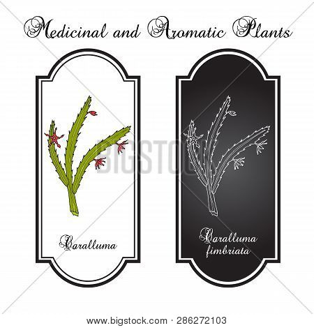 Caralluma Fimbriata, Medicinal Plant. Hand Drawn Botanical Vector Illustration