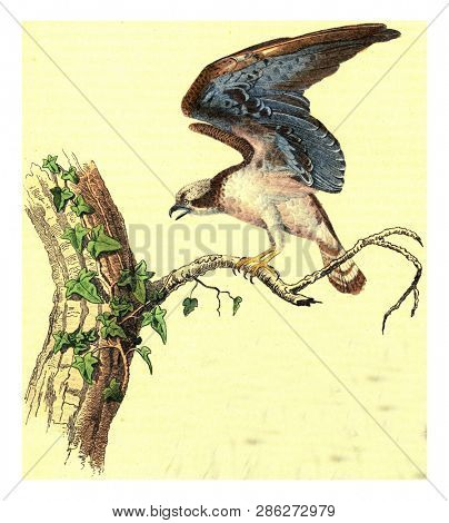 Osprey, The sea eagle, vintage engraved illustration. From Buffon Complete Work.