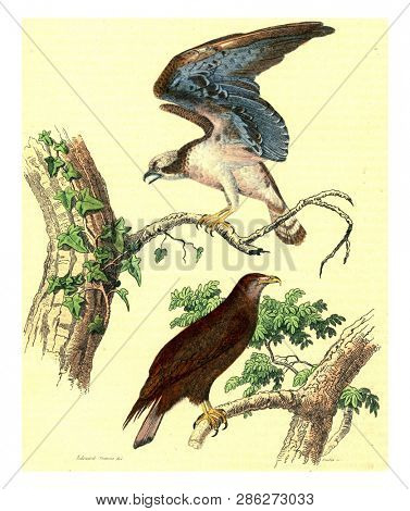 Osprey, The sea eagle, vintage engraved illustration. From Buffon Complete Work.