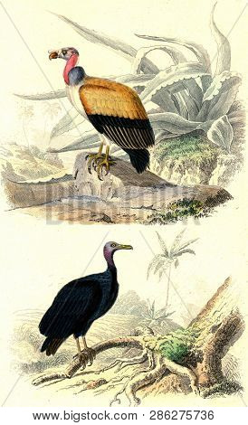 The king vultures, Vultures, vintage engraved illustration. From Buffon Complete Work.